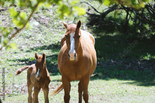 Broodmare quarter horse with foal close up in farm pasture during spring.