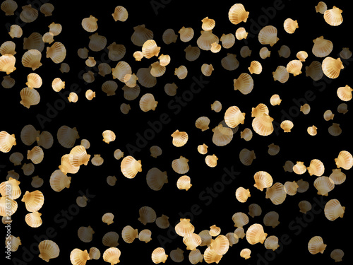 Exotic scallop, bivalve pearl shell, marine mollusk isolated on black wild life nature background.