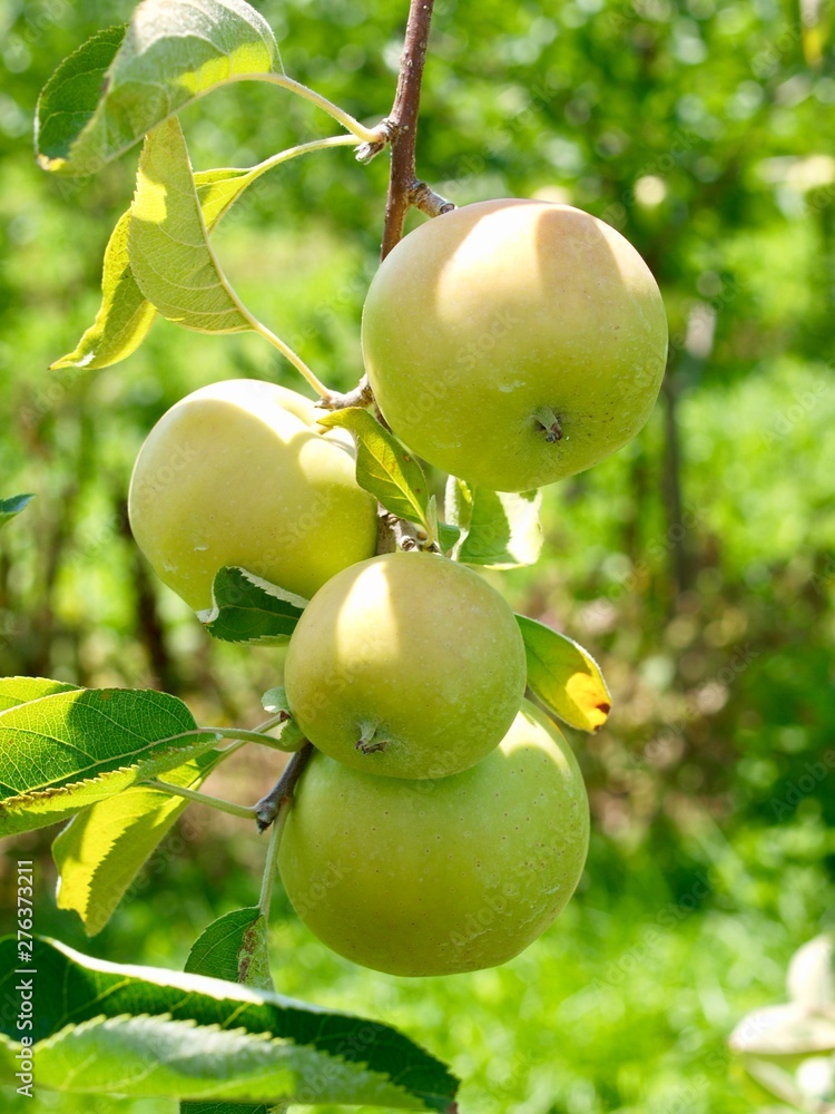 Green Mutsu apples hang from a tree branch in an orchard Green Mutsu apples hang from a tree branch in an orchard