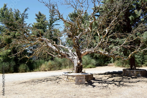 tree in the foerst photo