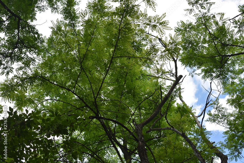 Obraz premium tree in forest