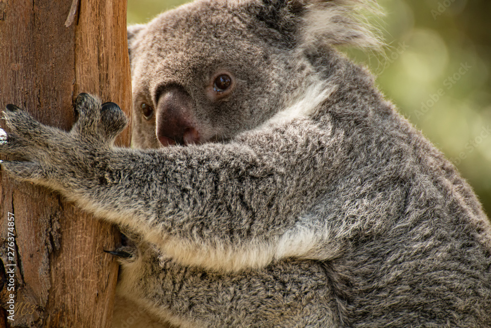 Obraz premium koala