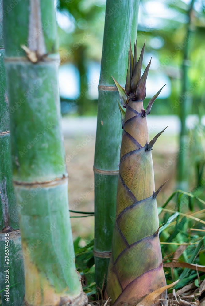 Fototapeta premium Bamboo shoots or bamboo sprouts