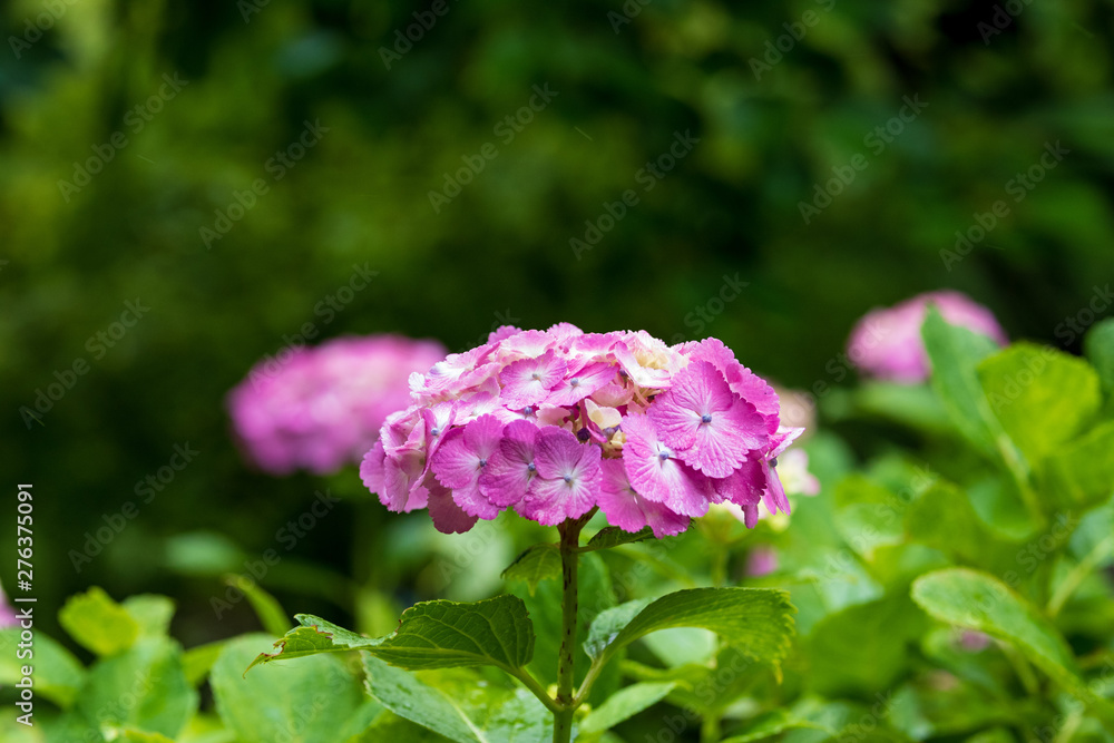 紫陽花 紫陽花