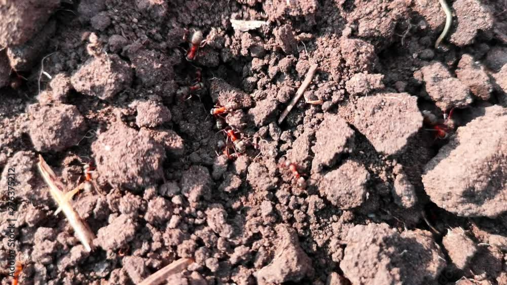 Ants crawling in the ground Ants crawling in the ground