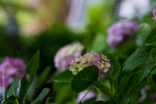 Wallpaper Mural 紫陽花 Torontodigital.ca