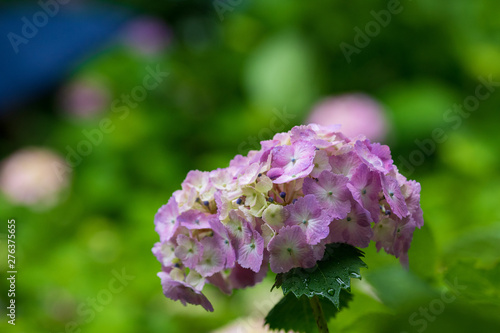 Wallpaper Mural 紫陽花 Torontodigital.ca