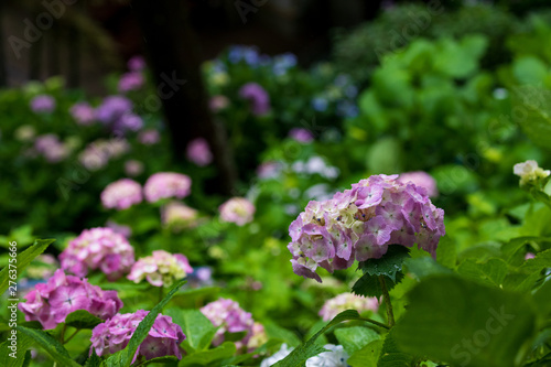 Wallpaper Mural 紫陽花 Torontodigital.ca