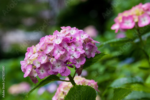 Wallpaper Mural 紫陽花 Torontodigital.ca