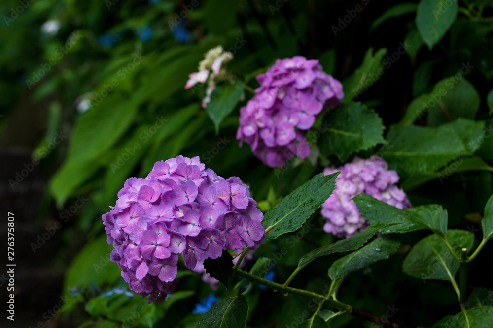 紫陽花 紫陽花