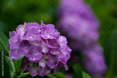 Wallpaper Mural 紫陽花 Torontodigital.ca