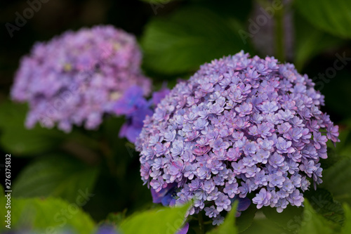 Wallpaper Mural 紫陽花 Torontodigital.ca