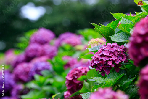 Wallpaper Mural 紫陽花 Torontodigital.ca