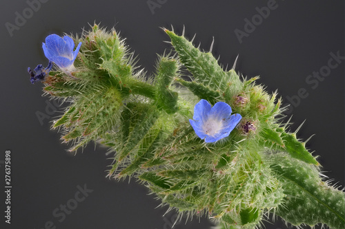 blaue Blüten vom Scharfkraut, Asperugo procumbens, als Makroaufnahme vor schwarzem Hintergrund photo