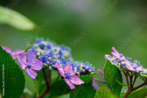 Wallpaper Mural 紫陽花 Torontodigital.ca