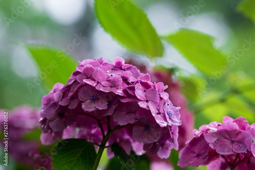 Wallpaper Mural 紫陽花 Torontodigital.ca