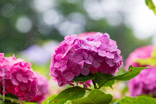 Wallpaper Mural 紫陽花 Torontodigital.ca