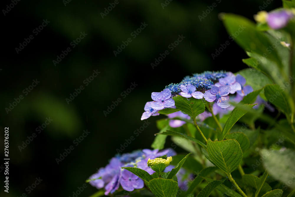 custom made wallpaper toronto digital紫陽花