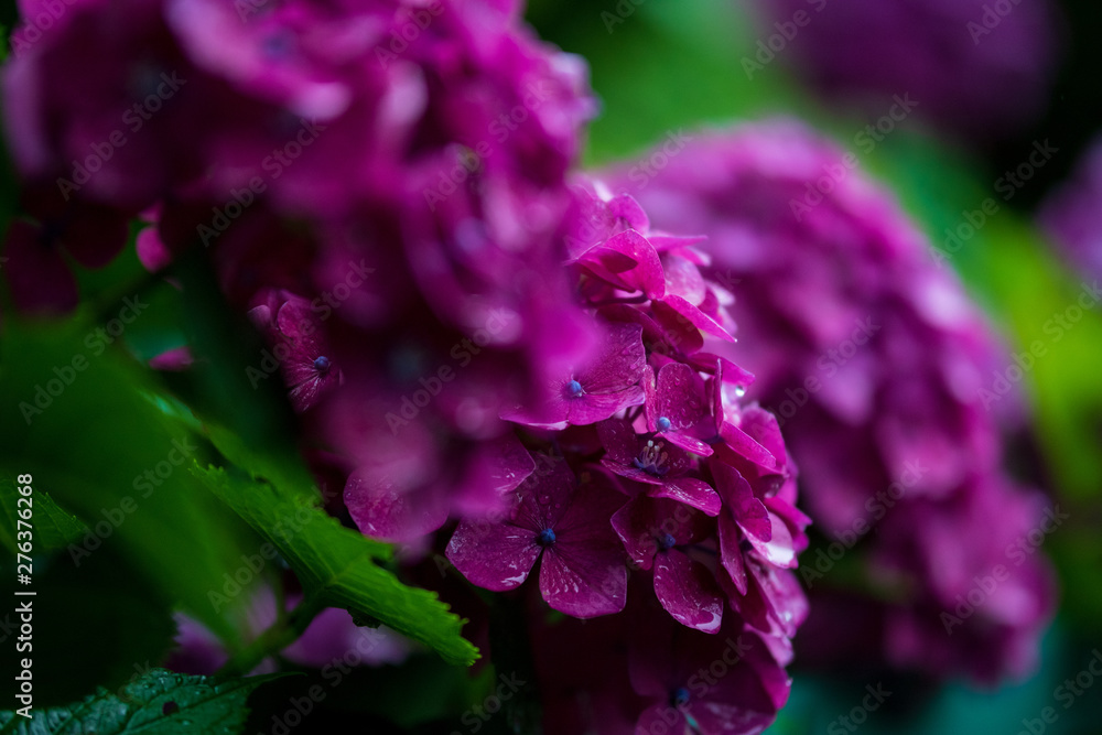 custom made wallpaper toronto digital紫陽花