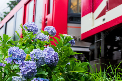 Wallpaper Mural 紫陽花 Torontodigital.ca