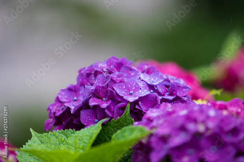 Wallpaper Mural 紫陽花 Torontodigital.ca