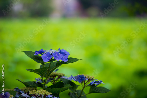 紫陽花