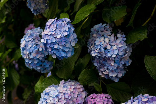 紫陽花