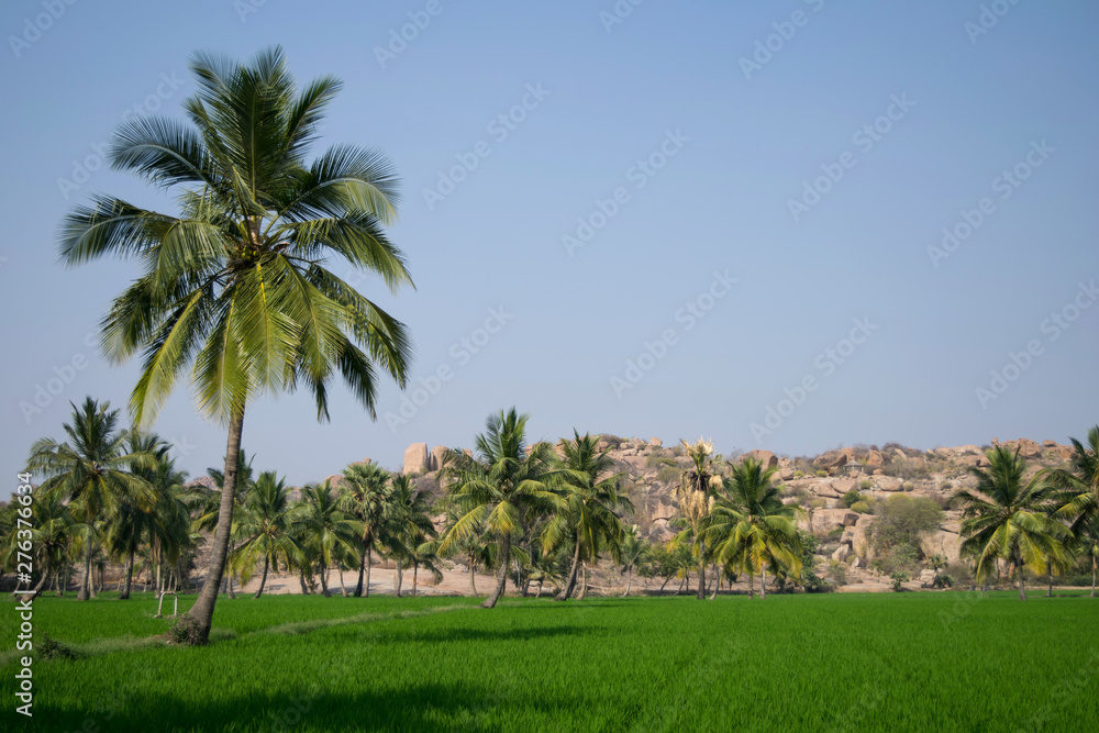 Popular tourist destination, historical sightseeing, green rice field and granite mountain in Hampi, India