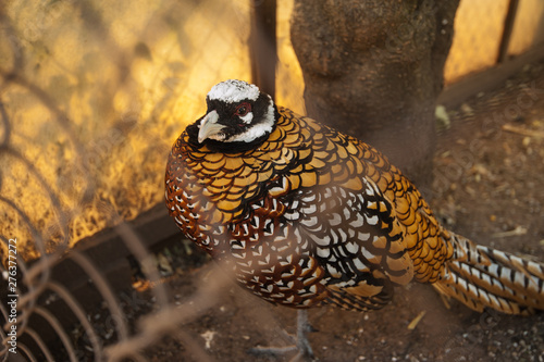 Pheasant in the cage closeup photo photo
