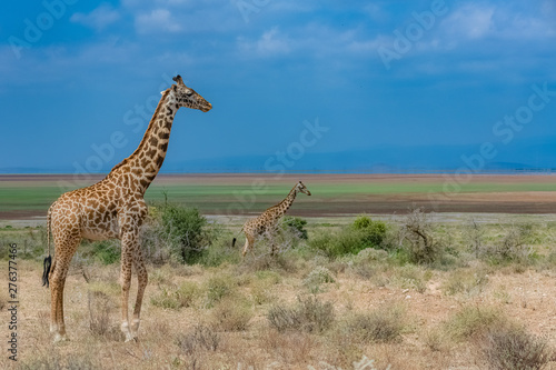 Wild giraffes in the savannah in Tanzania  beautiful panorama
