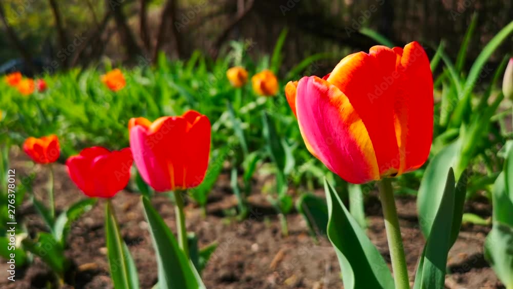 Tulips in nature in spring Tulips in nature in spring