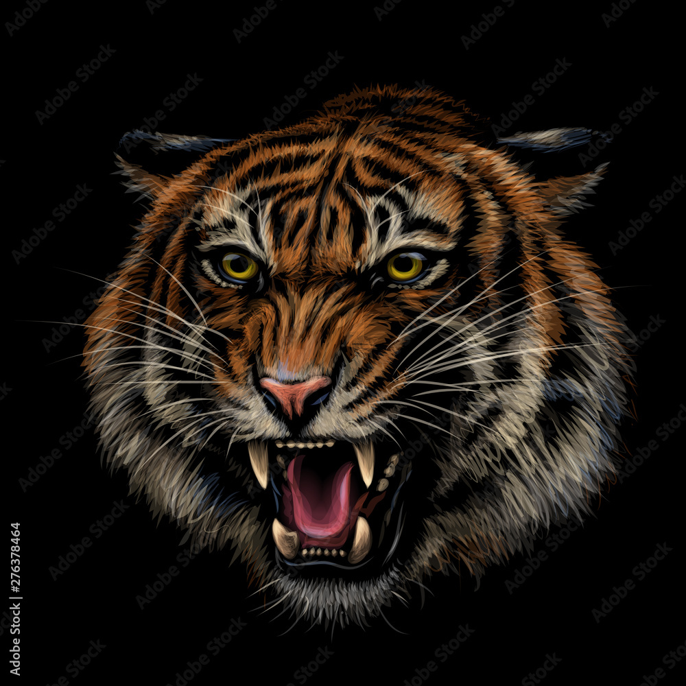 Obraz premium Growling Tiger. Color, hand-drawn portrait of a growling tiger on a black background.