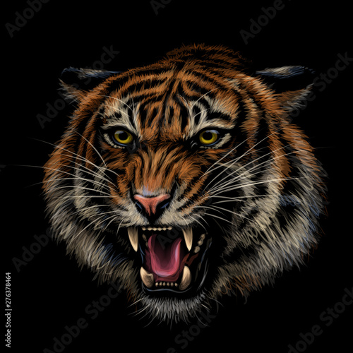 Growling Tiger. Color, hand-drawn portrait of a growling tiger on a black background.