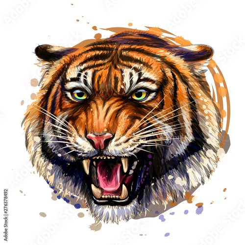 Growling Tiger. Color, hand-drawn portrait of a growling tiger on a white background. Watercolor splashes.