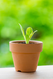 鉢植えのレタスの苗