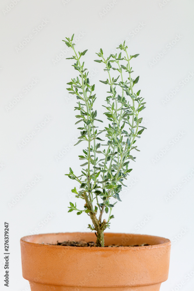 Fototapeta premium 鉢植えのキャットタイムの苗