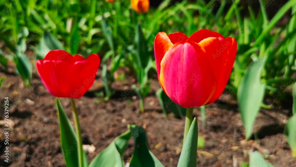Red tulip flowers in the park Red tulip flowers in the park