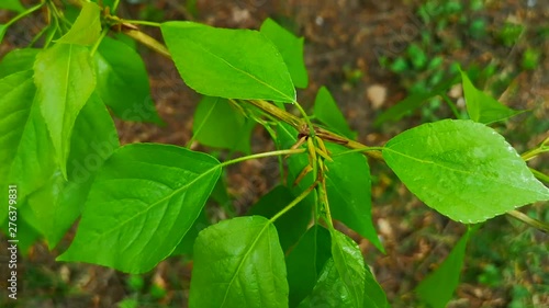 Wallpaper Mural Young green leaves on a tree branch in spring Torontodigital.ca