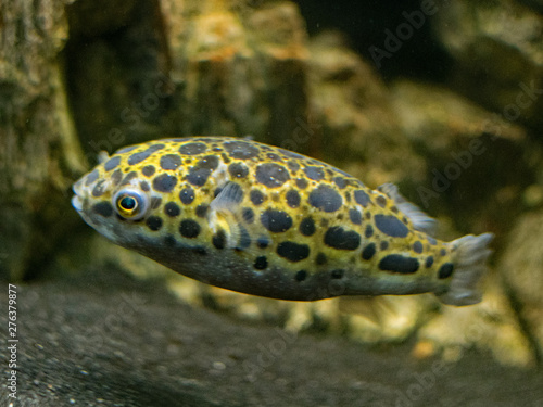 Green puffer fish searching for food