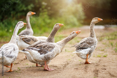 Fotografia A flock of beautiful domestic geese walking in a meadow near a farmhouse Gray fa