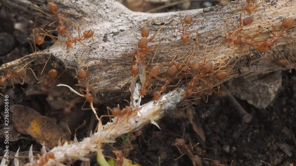 Vdo. Clip Weaver ants or green ants (Oecophylla) hunter, a group of green ants taking a fish bone on dry branch to the nest. Vdo. Clip Weaver ants or green ants (Oecophylla) hunter, a group of green ants taking a fish bone on dry branch to the nest.
