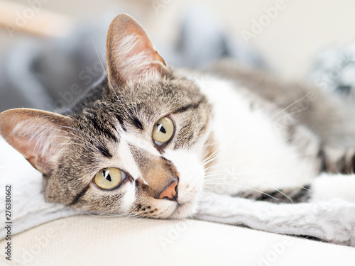 ソファでくつろぐ猫 © karinrin