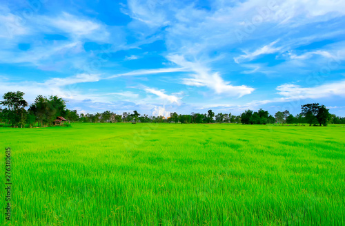 Green rice fields with blue sky in the morning.