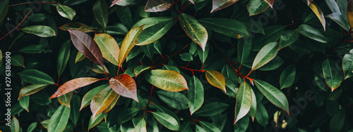 Tropical plant leaves