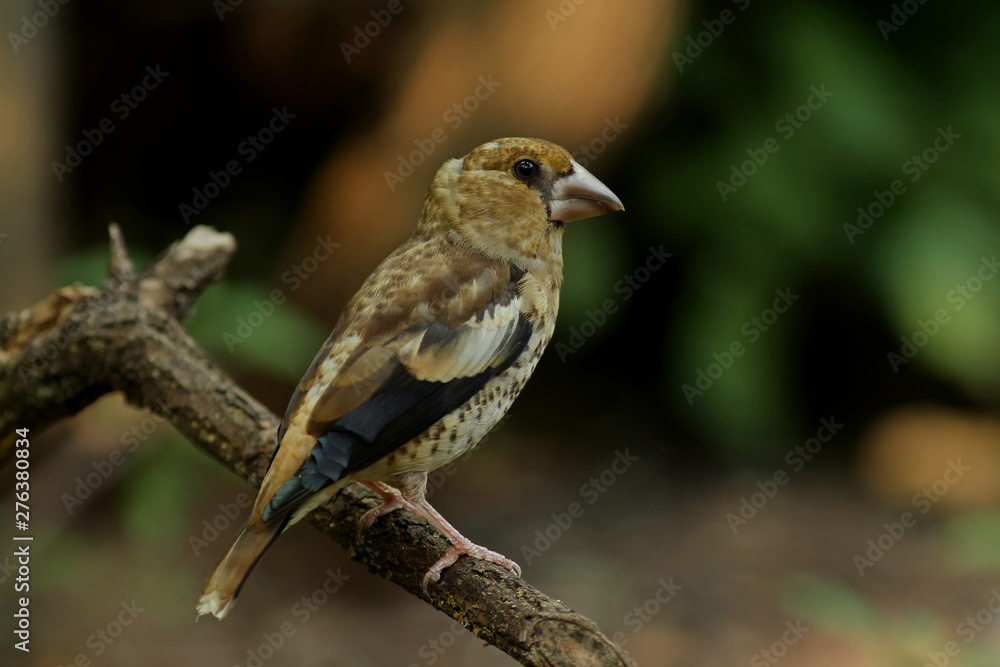 bird on a branch