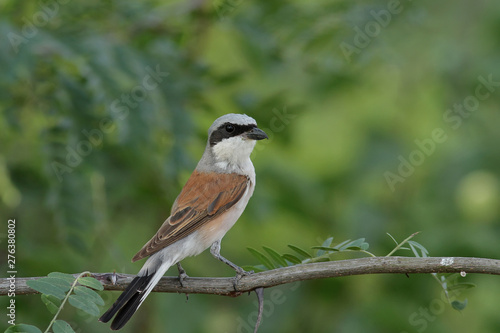 bird on a branch