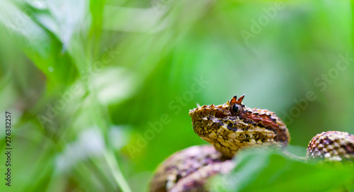 EYELASH VIPER - OROPEL O CROTALO CORNUDO DE SCHIELGE  (Bothriechis schlegelii), Costa Rica, Central America, America photo