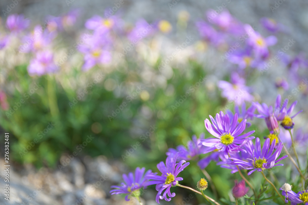 Obraz premium 紫のお花