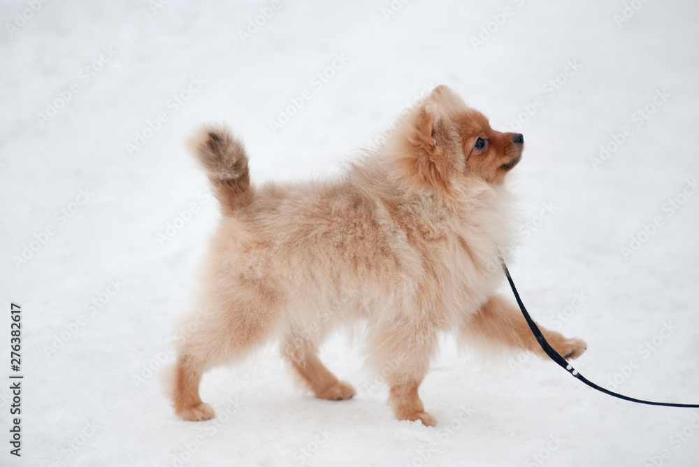 Cute Pomeranian spiz puppy on snow