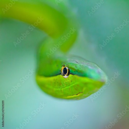 GREEN VINE SNAKE - BEJUQUILLA VERDE(Oxybelis fulgidus), Costa Rica, Central America, America photo